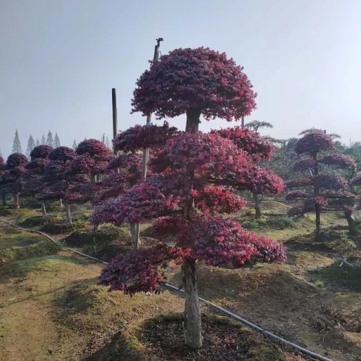 长沙造型红花继木桩景规格齐价格低苗圃基地批发