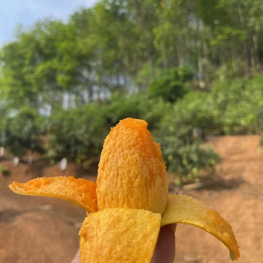 椰香芒