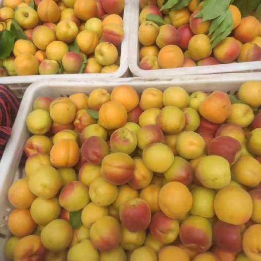 虞城县金太阳杏