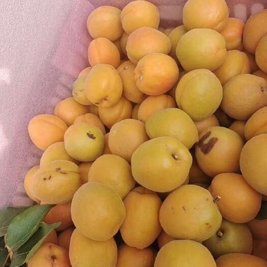 金太阳杏