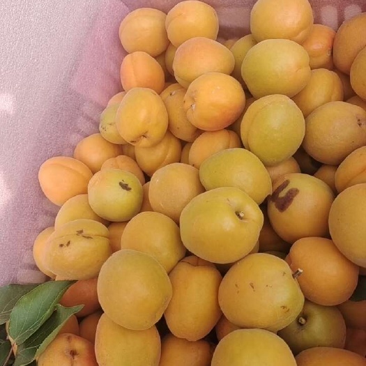 滑县金太阳杏