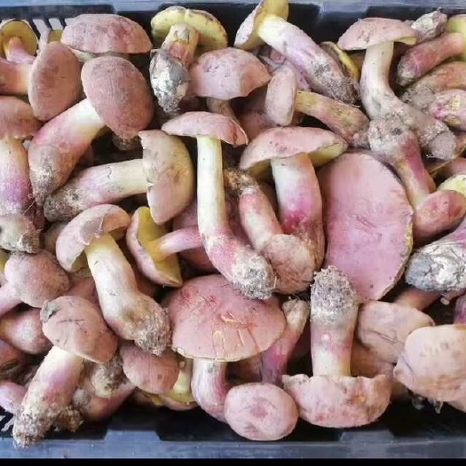 丘北县青头菌干货野生绿头菌梨菇木蘑菇云南野生菌新鲜‘鸡纵