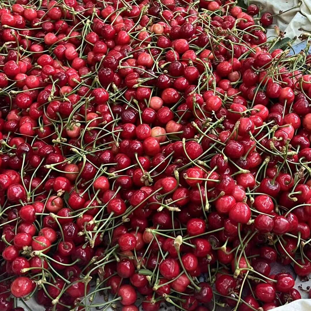 煙臺(tái)露天紅燈熟了