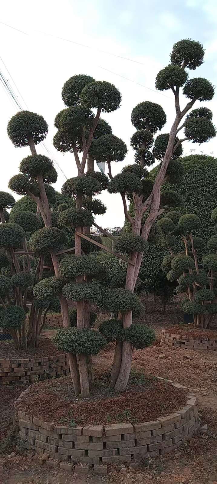 赤楠，小米楠，造型桩景观，植物高大威武，基地直供