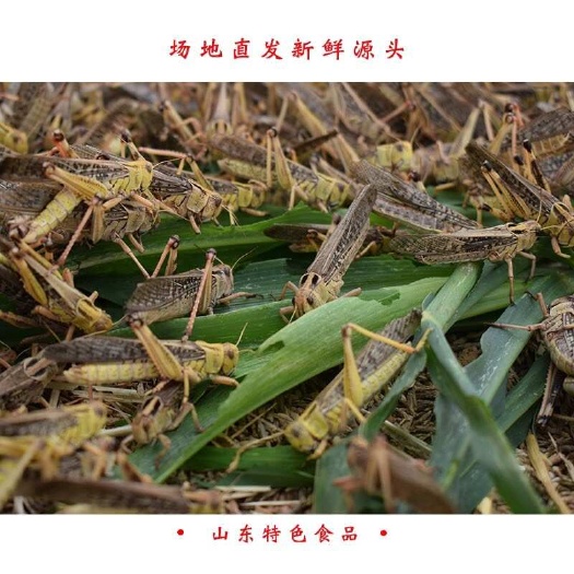 柘城县蝗虫、蚂蚱活体批发