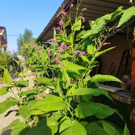 红蓼苗水蓼苗苗圃红蓼供应 花镜花坛花海栽植 绿化造景栽植工程