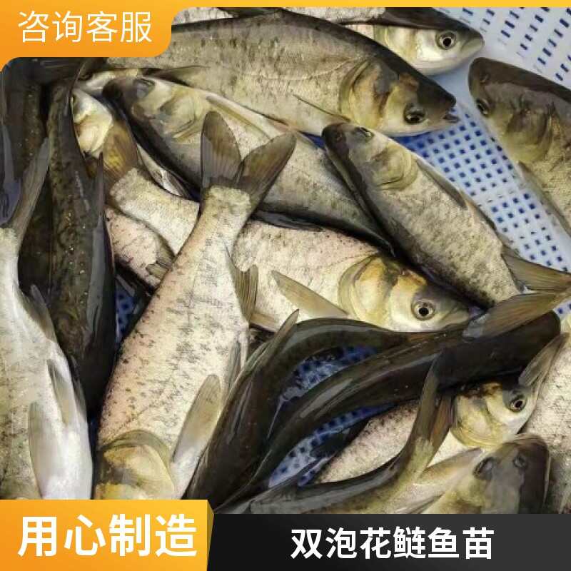 双泡花鲢鱼苗可长30斤一条，包邮送货到家