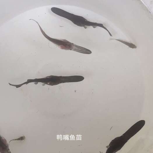  鸭嘴鱼苗