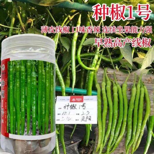 种都高科早中熟香优辣1号长线椒种子 种椒号长线椒种子辣椒种子