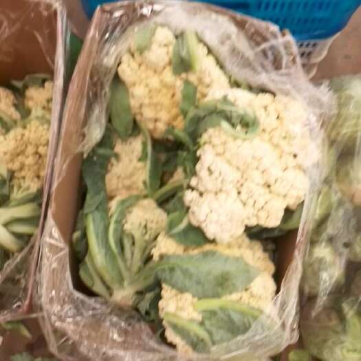  白花菜花