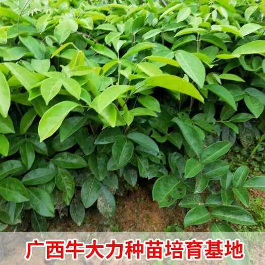 灵山县小叶牛大力苗中叶品种树苗中草药材大叶种苗带土杯苗广西基地发货