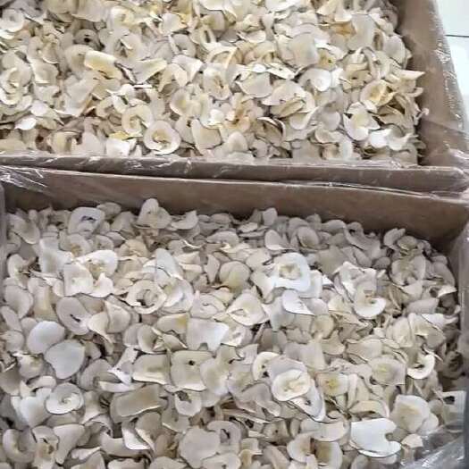 广州海底椰
