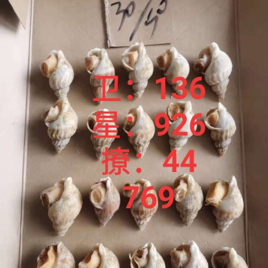海螺，北蛾螺，鲜活冷冻，批发价，一件起批