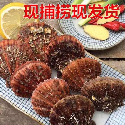 连云港扇贝鲜活新鲜港湾贝带壳超大红扇贝刺贝海鲜水产海捕贝类