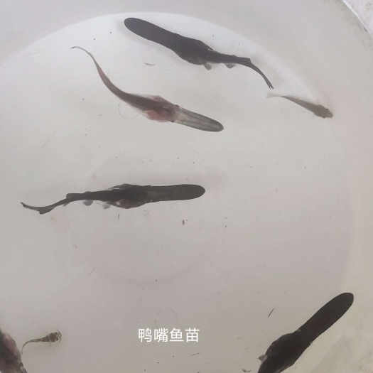  鸭嘴鱼
