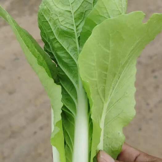 登封市小白菜