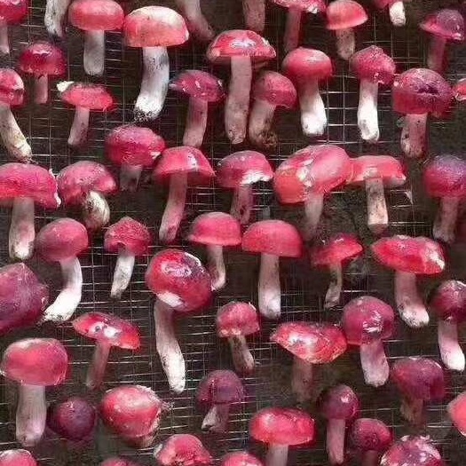 丘北县云南野生菌新鲜