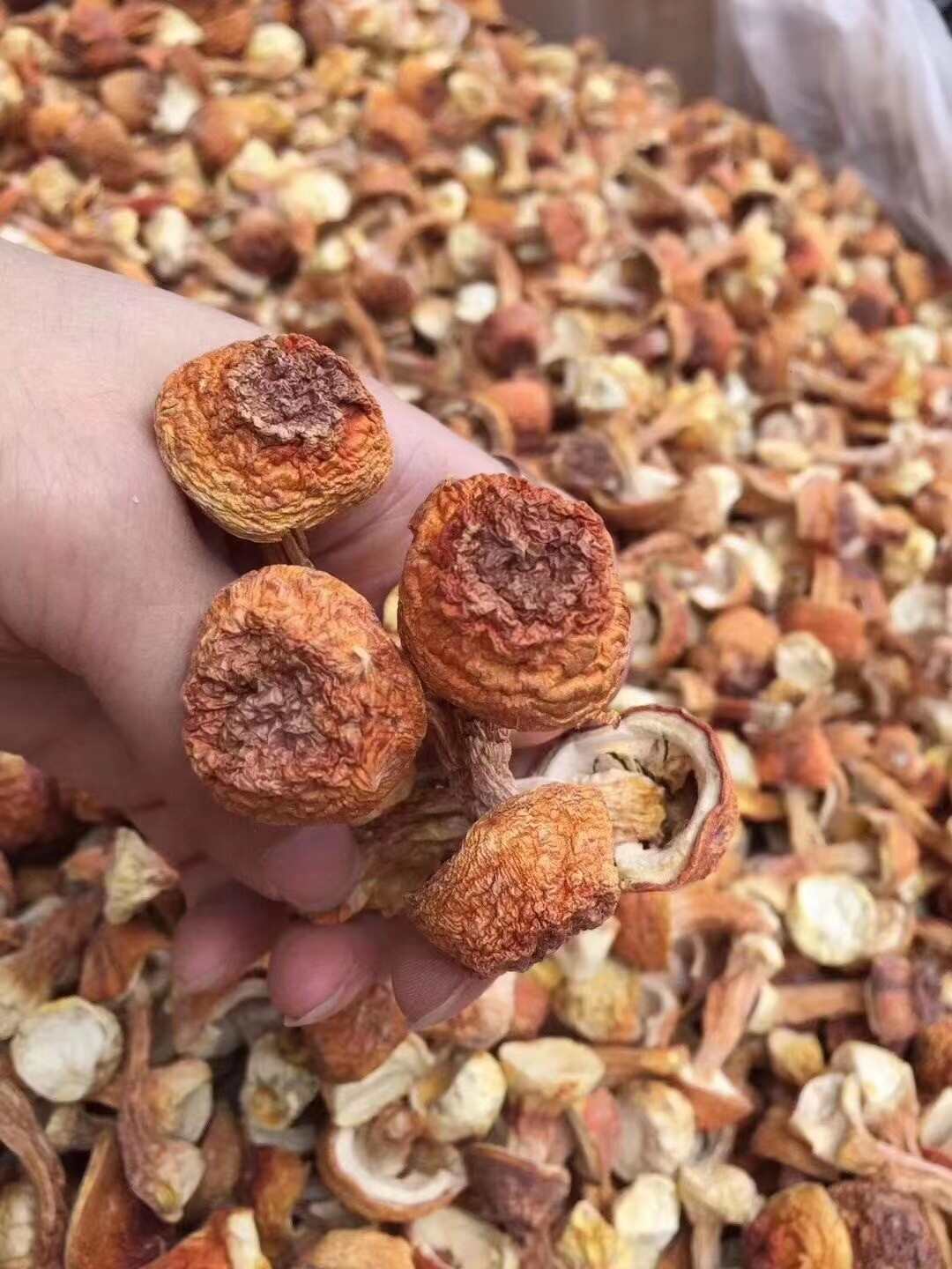 姬松茸产地直销批发 精品巴西菇土特产烘干菌菇干货蘑菇