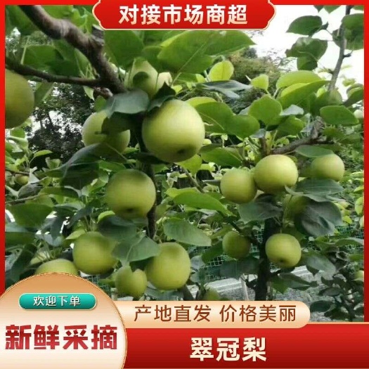 苍溪县翠冠梨，入口即化的梨子，纯甜，皮薄汁水多，基地现摘现发