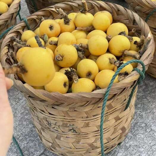  白沙枇杷