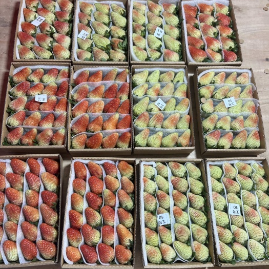 会泽县蒙特瑞草莓  蒙特瑞高品质鲜草莓（云南省曲靖市会泽县基地直供