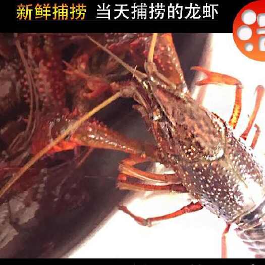 东海县江苏塘口直供鲜活小龙虾特大淡水中青养殖水产批发