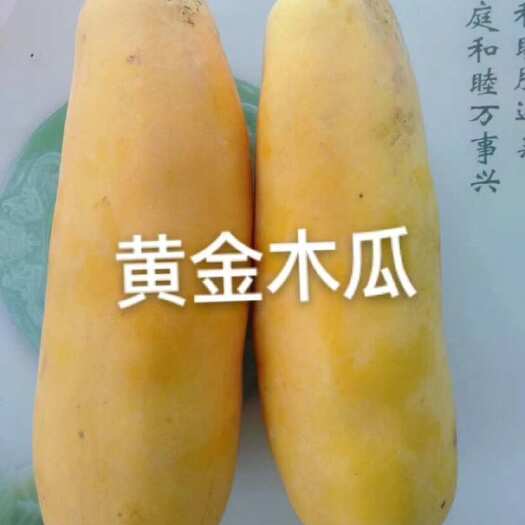 灵山县黄金木瓜80公分高 大杯苗 结果快