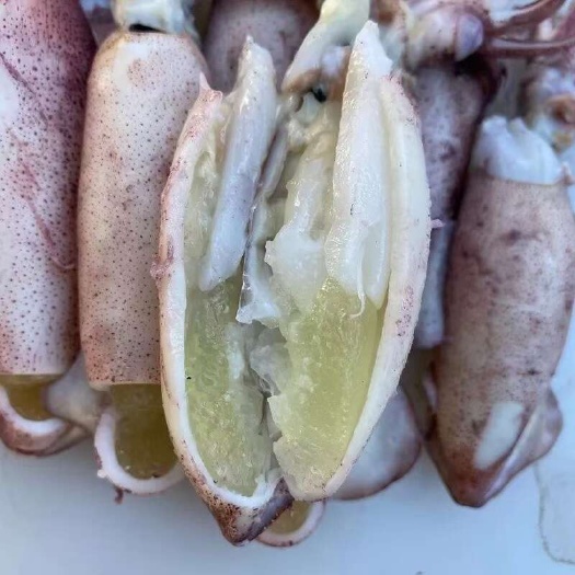 广州枪乌贼  膏鱿，海兔，籽乌