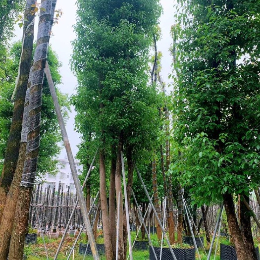 普宁市丛生香樟多杆香樟园林绿化基地直发