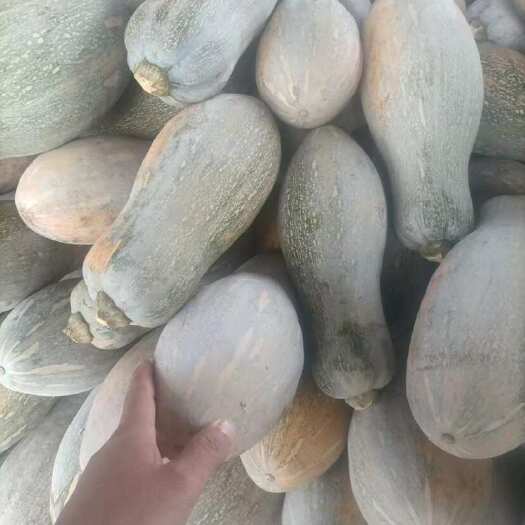 崇左蜜本南瓜