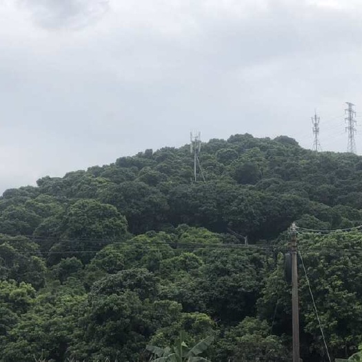 惠州80亩荔枝果园出租，桂味，糯米滋两个品种
