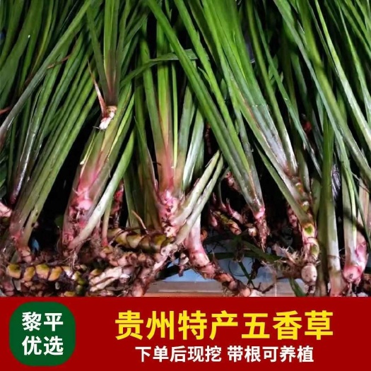 黎平县贵州五香草现摘新鲜三奈草五香草去腥随手香牛瘪香料牛肉香料特产
