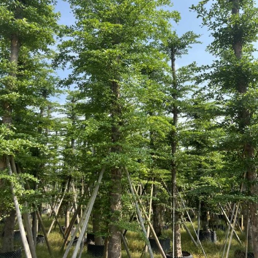 小叶榄仁细叶榄仁米径18到19公分基地直发