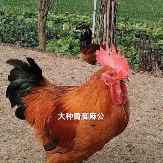 衡南县麻鸡苗 青脚麻鸡苗 大种青脚麻母苗公苗可鉴别 贵州重庆青脚麻