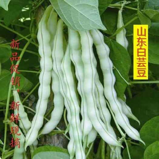 莒南县新鲜芸豆批发