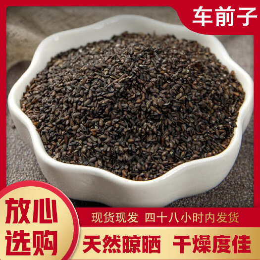 车前子 批发优质车前子 产地货源充足 量大价优