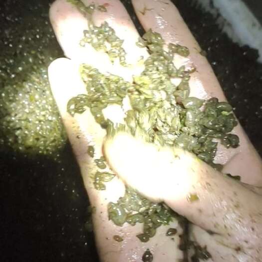 连云港漂螺浮螺蚂蟥开口料供应
