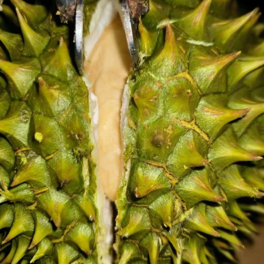 昆明干尧正货，劲爆价大A果