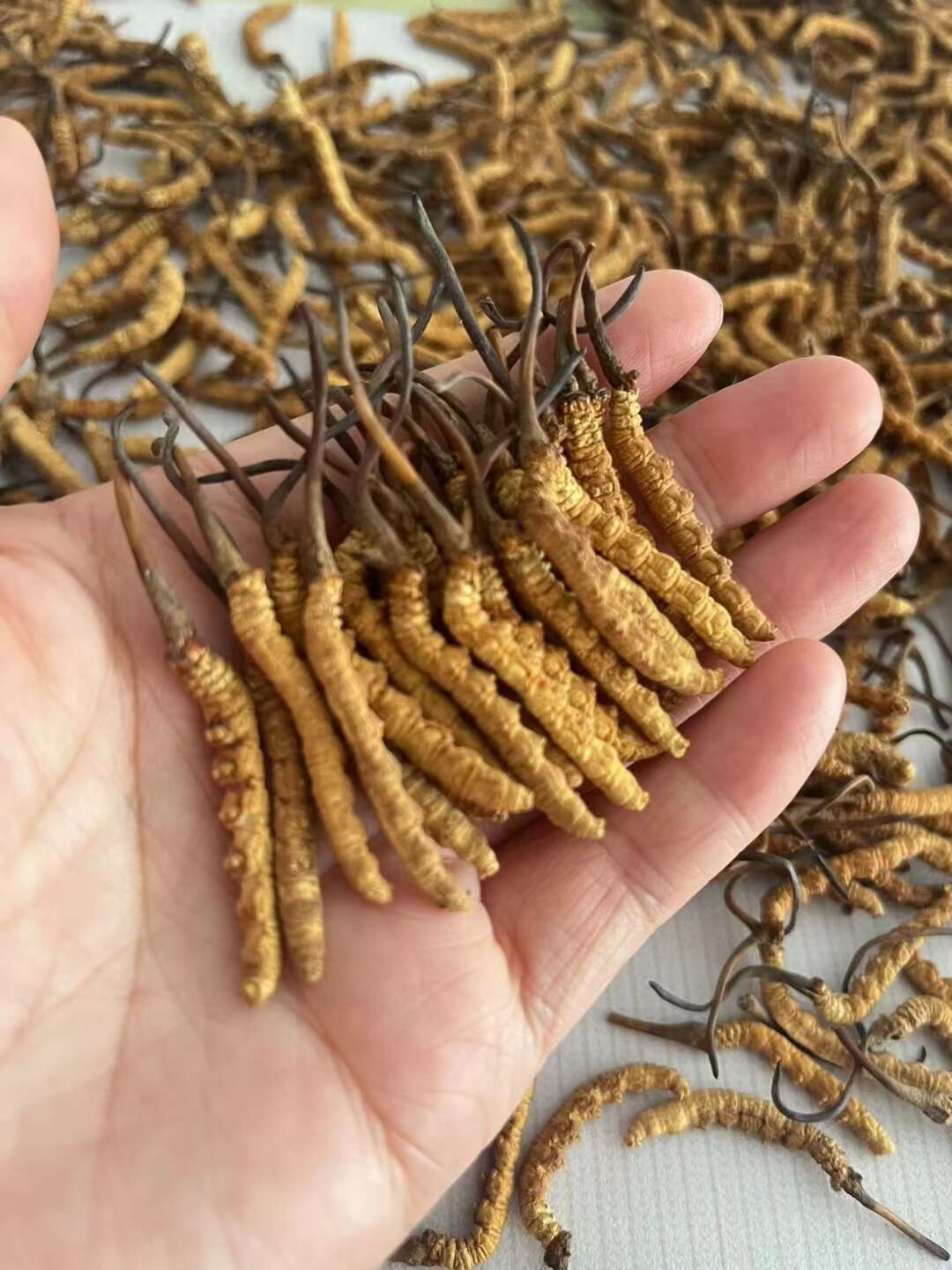 西藏那曲纯高海拔冬虫夏草头茬新干草 虫草批发 煮水煲汤泡