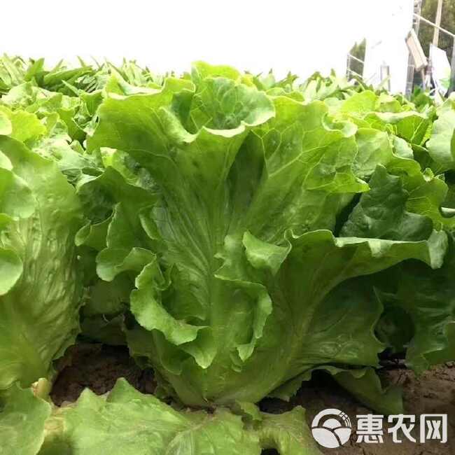 百萌意大利生菜种子耐抽苔生菜种子水培四季生菜耐热半结球生菜籽