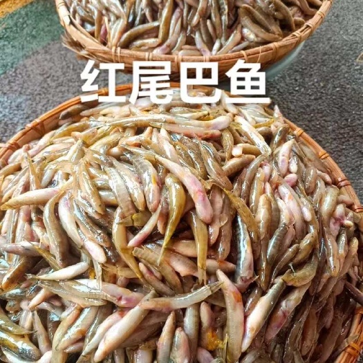红尾钢鳅，红尾巴