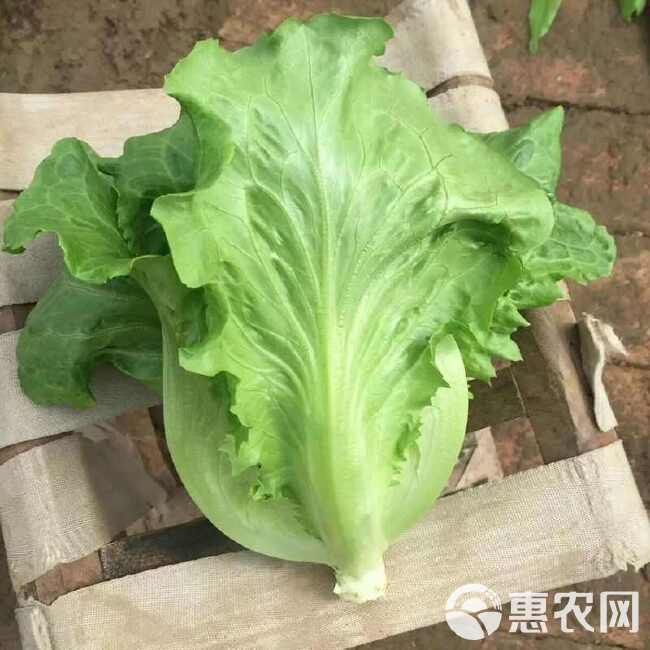 百萌意大利生菜种子耐抽苔生菜种子水培四季生菜耐热半结球生菜籽