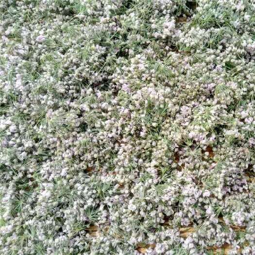 临县摘蒙花