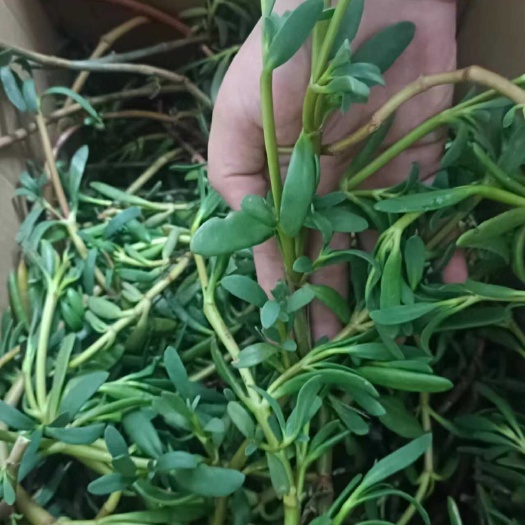 海马齿在养殖虾污水处理中的 净化水质功能