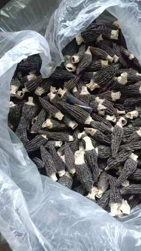 昆明云南产地羊肚菌