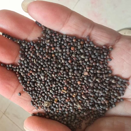 阜城县大量收购油菜籽，干粮湿粮都要，过磅付款