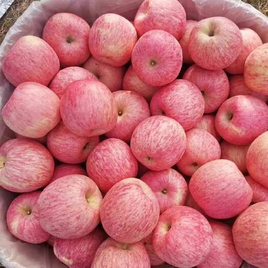 蒙阴县山东红富士苹果出口代加工产地直发保质保量脆甜可口一件代发