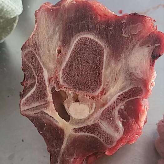 呼和浩特多肉牛脊骨
