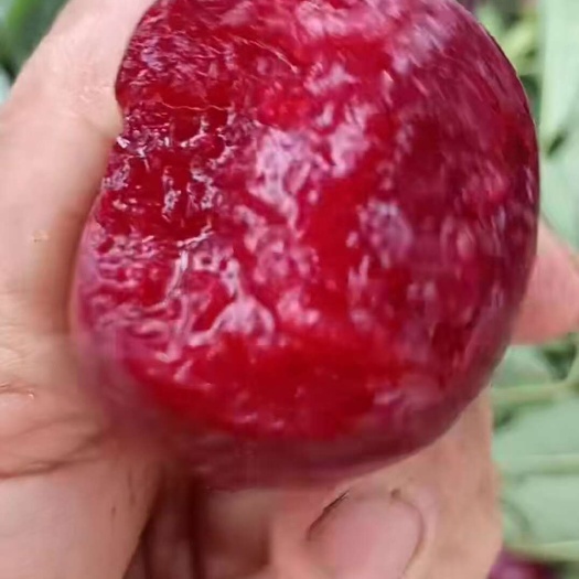红心蜜李