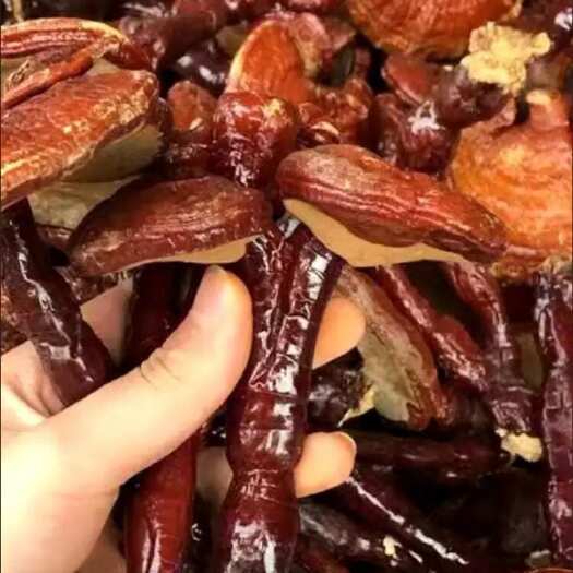 涡阳县赤灵芝  长白山山林下培育灵芝自然环境生长质量好价格便宜